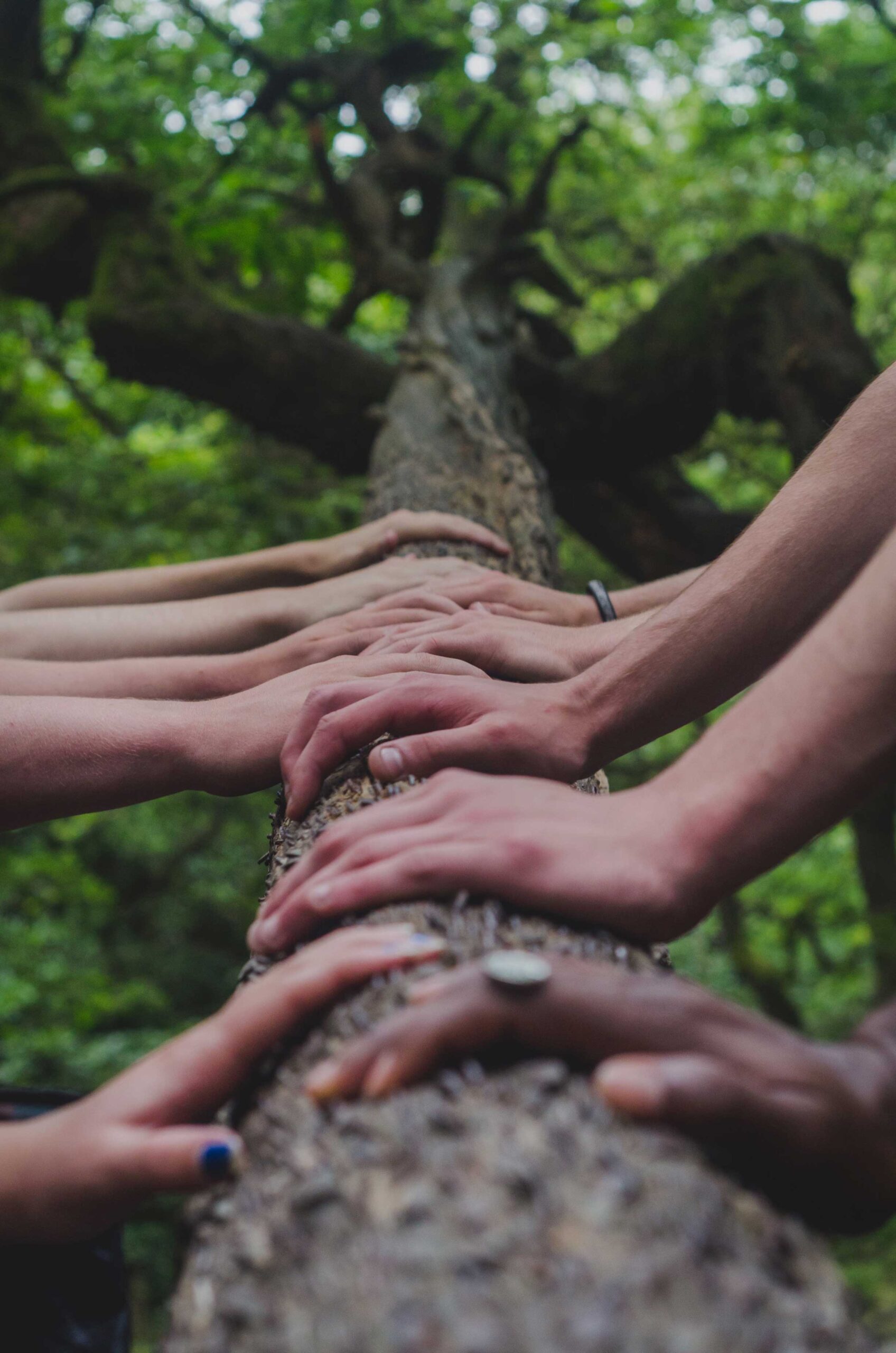 Imatge de vàries persones amb les mans sobre el tronc d'un arbre al bosc
